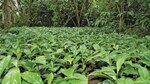 Café con aroma del Canal de Panamá