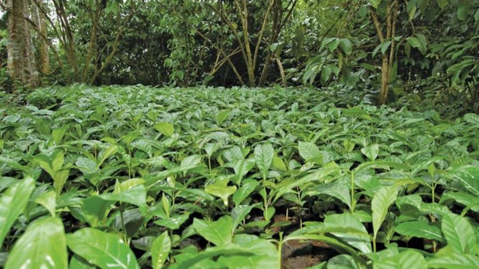 Café con aroma del Canal de Panamá