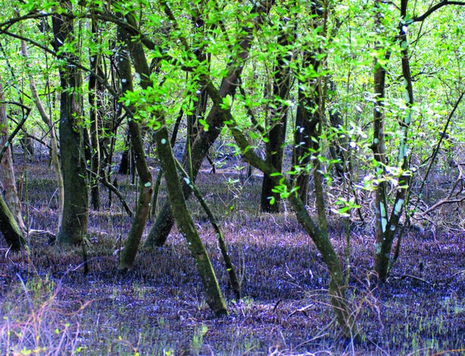 Ecologistas rechazan nuevo puerto en isla Margarita, Colón