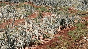 Inundaciones afectan unas 12 hectáreas de cultivo de cebolla en Coclé