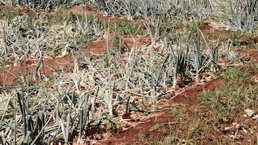 Inundaciones afectan unas 12 hectáreas de cultivo de cebolla en Coclé