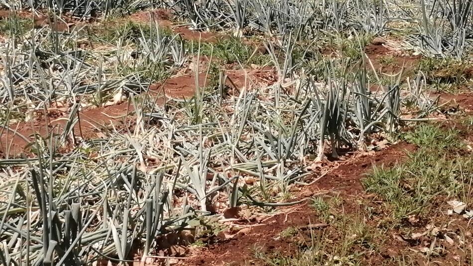 Inundaciones afectan unas 12 hectáreas de cultivo de cebolla en Coclé