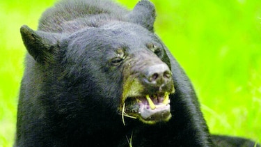 Oso negro está fuera de peligro