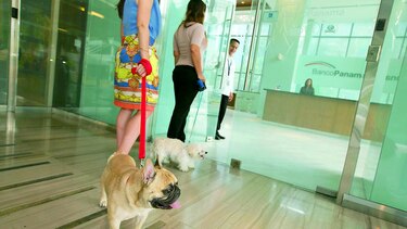 Sobre el movimiento ‘dog friendly’