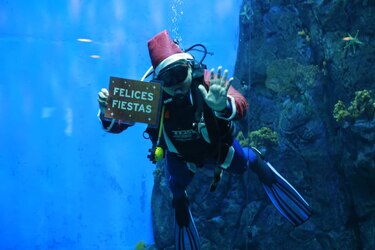 Navidad bajo el agua: buzos y peces protagonizan jornada especial en el Biomuseo