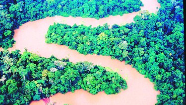 Peligran árboles del Amazonas