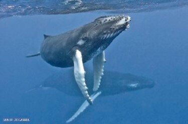 Convención de la ONU: Buscan cuidar hogar de especies