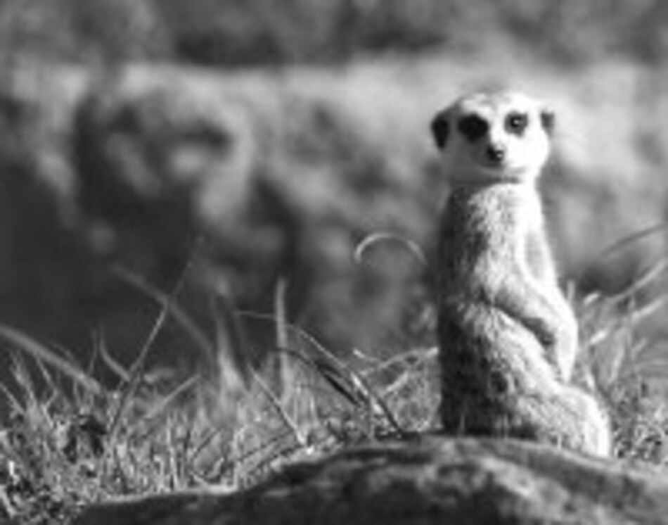 Suricatos al descubierto