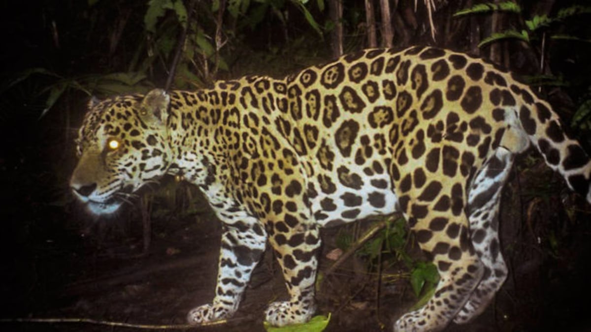 Avanzan estudios de felinos silvestres en Panamá