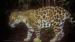 Avanzan estudios de felinos silvestres en Panamá