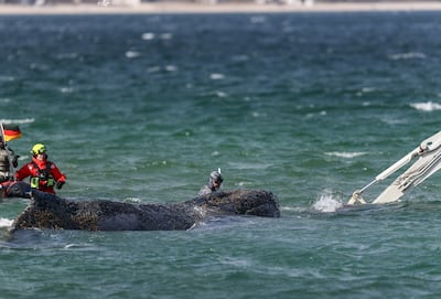 Transportan hacia mar abierto a la ballena jorobada que quedó varada en la costa alemana