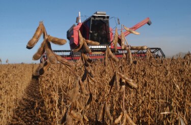 Ventas de soja crecen tras adoptar el ‘dólar soja’ en Argentina