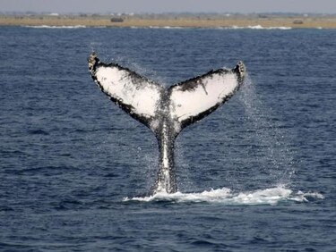 Japón cazará menos ballenas esta temporada