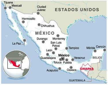 Primer hallazgo de cultivo de coca en México