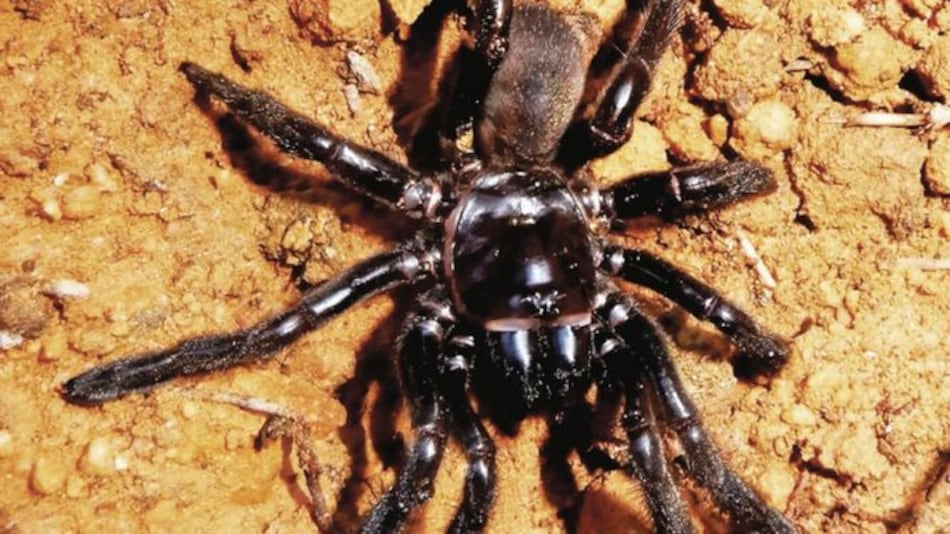 Muere la araña más antigua del mundo a los 43 años