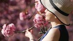 Espectáculo de los cerezos