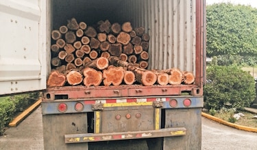 Panamá apunta a duplicar exportaciones de teca con sello sostenible