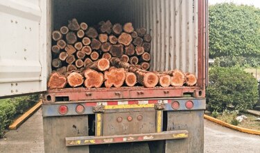 Exploran mercados para teca panameña