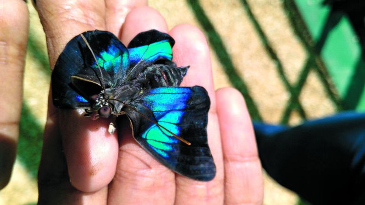 El mariposario ofrece un recorrido guiado a través de un sendero de 65 metros.