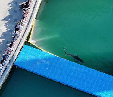 Tiburón que atrae a miles de curiosos en Corea del Sur vuelve al canal donde fue rescatado