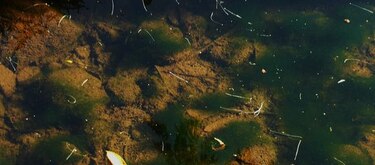 Detectan alta presencia de algas en cuenca media del río La Villa