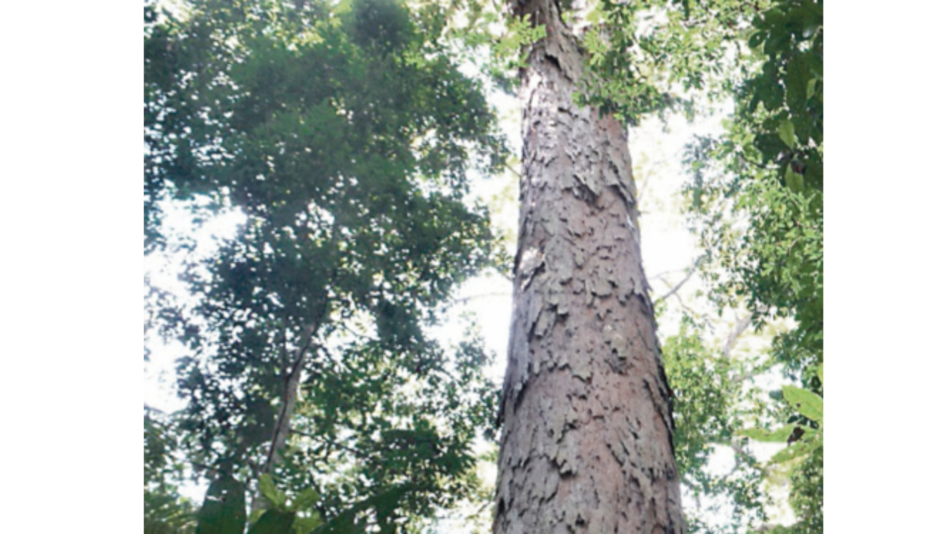 Pagar a un país para que preserve sus bosques, medida eficaz