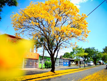 Cuando la ciudad respira amarillo: la magia del guayacán en pleno verano