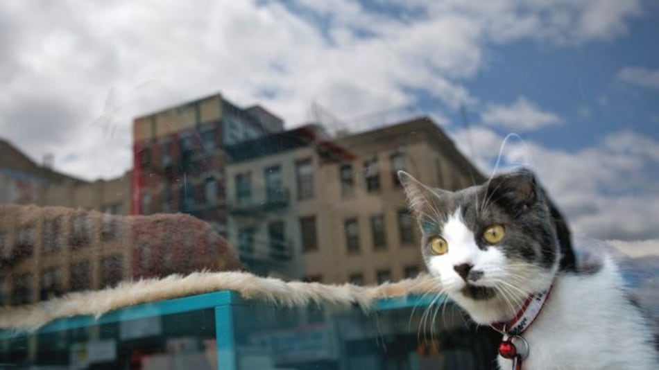 ¿Cuántos gatos habrá en Washington?