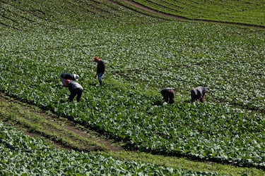 Productores de tierras altas retoman cosecha 