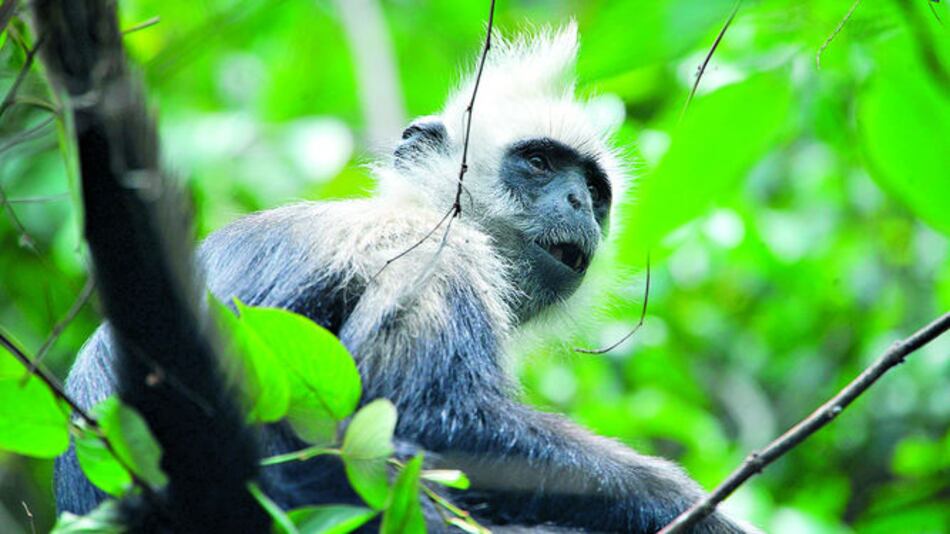 Cambio climático afecta a animales