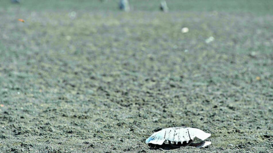 De embalse a cementerio de tortugas