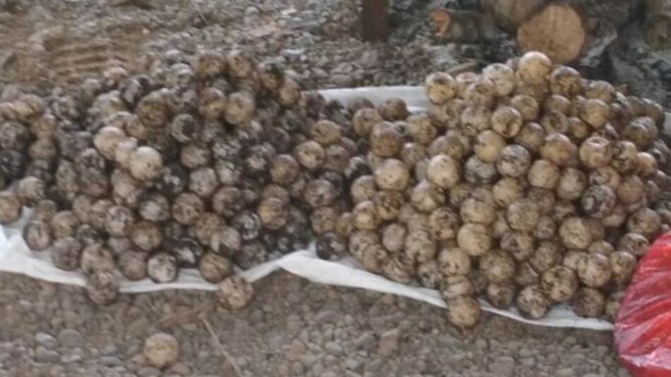 Decomisan 898 huevos de tortuga en Tonosí