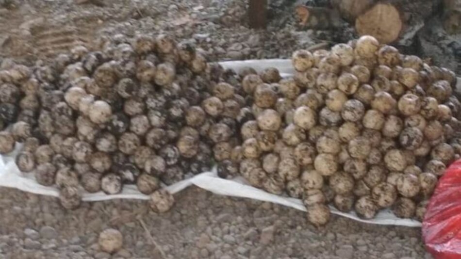 Decomisan 898 huevos de tortuga en Tonosí