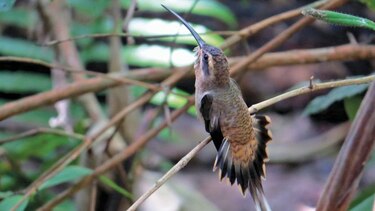 Colibrí, sagaz volador en miniatura