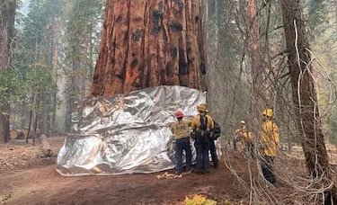 California: Bomberos protegen al árbol más grande del mundo con una manta resistente al fuego