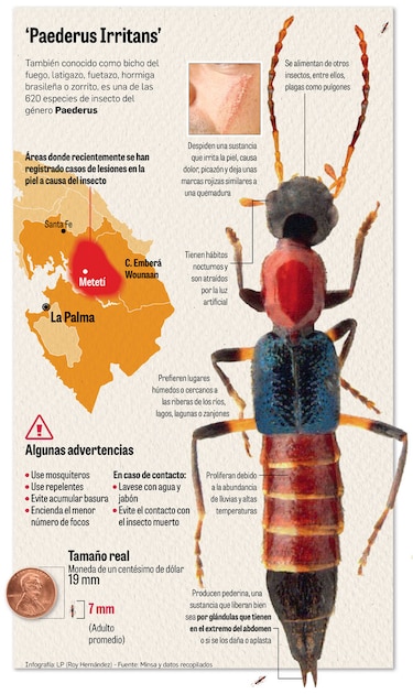 Insecto tiene en alerta a Darién