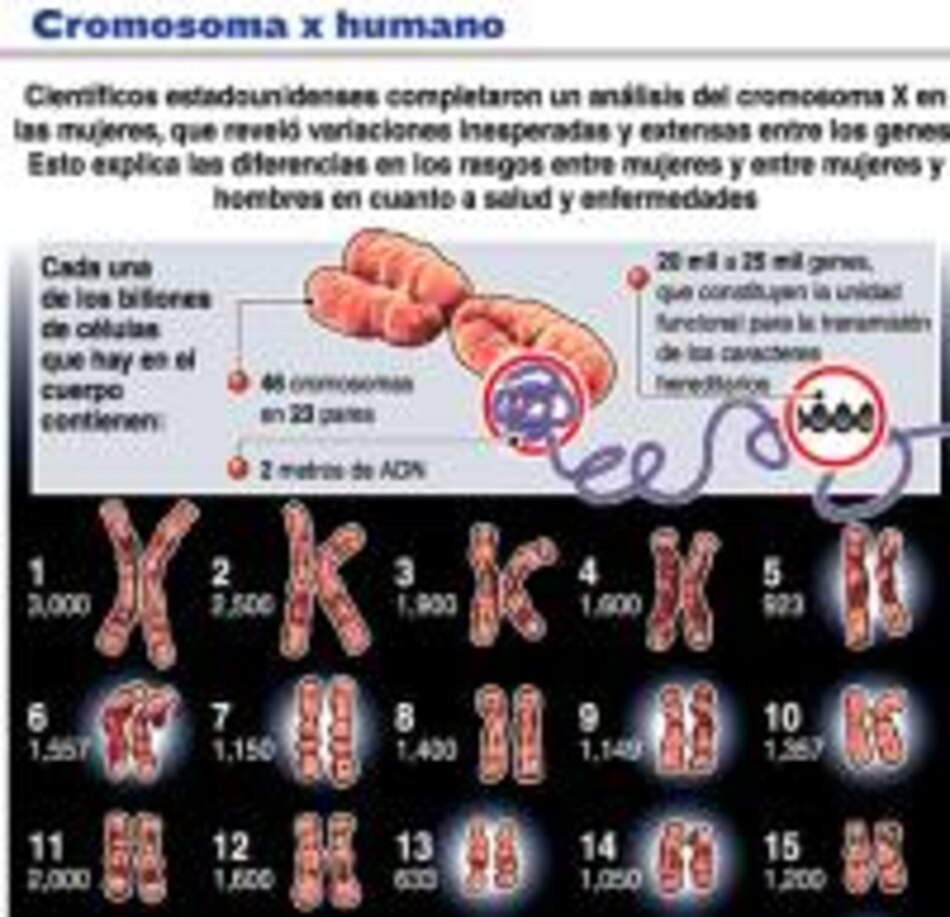 Completan la secuencia del cromosoma humano X