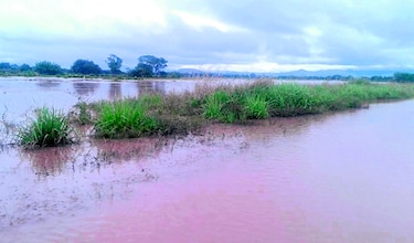 Lluvias afectan áreas de producción de cultivos en Natá