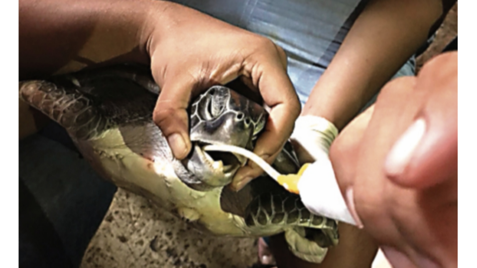 Una tortuga verde, nueva víctima del plástico