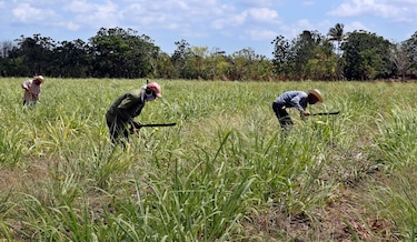 Cuba presenta demora en siembra de caña de azúcar