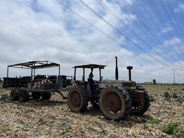 ‘¿Es usted de la Migra?’: el temor de los migrantes que se esconden de las redadas en Oxnard, la ‘capital mundial de la fresa’ en California