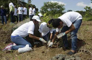 Voluntarios logran sembrar 49 mil árboles en Panamá