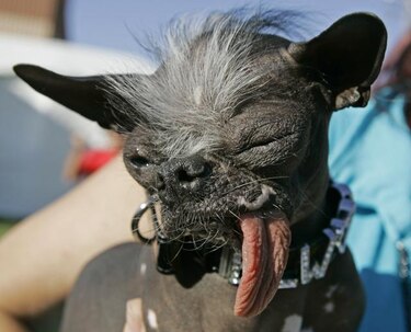 Muere ganador de perro más feo del mundo