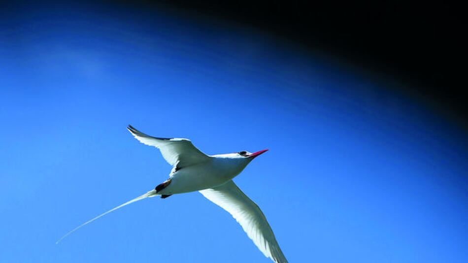Un paraíso en el Caribe