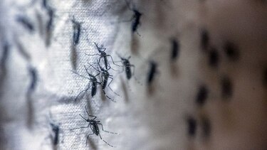 OMS: Transmisión sexual del zika, más común de lo pensado