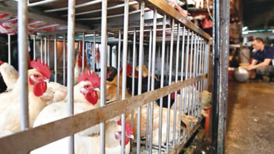 China levanta prohibición contra las aves de corral de EU