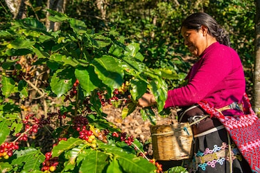 Cafés especiales, la apuesta de Latinoamérica para afrontar la crisis en el sector cafetalero