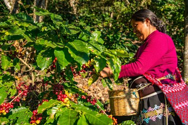 Cafés especiales, la apuesta de Latinoamérica para afrontar la crisis en el sector cafetalero