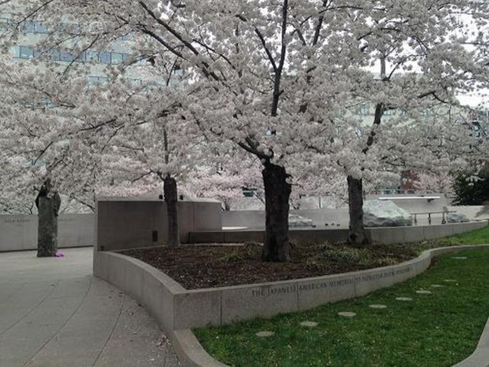 Sakura: efímera belleza en Washington DC