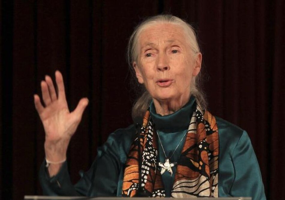 Muere la etóloga británica Jane Goodall, experta mundial en chimpancés